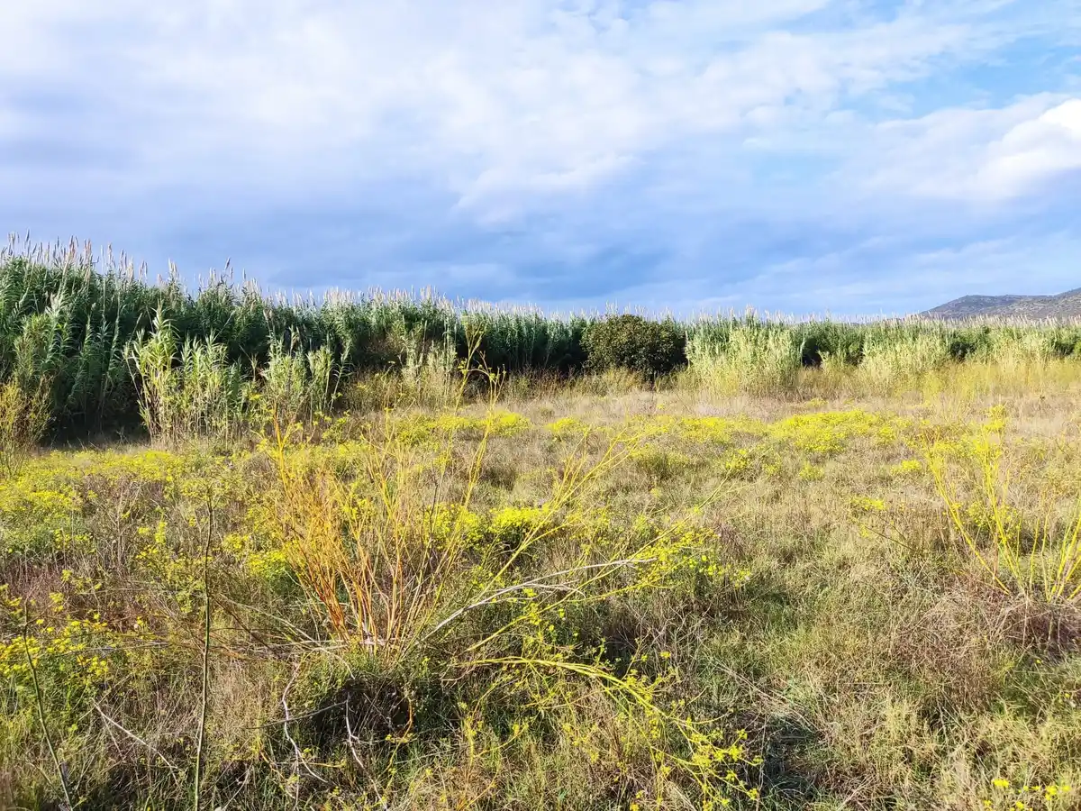Gran terreno para plantar viñedos (Palau Savardera)