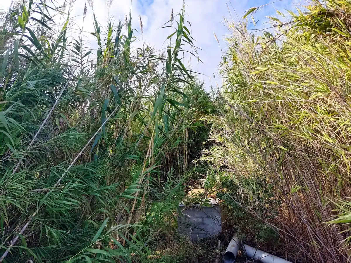 Gran terreno para plantar viñedos (Palau Savardera)