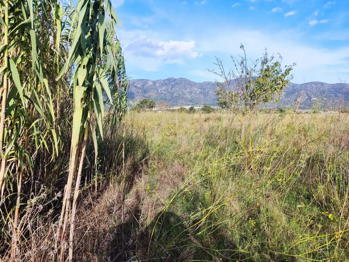 Gran terreno para plantar viñedos (Palau Savardera)