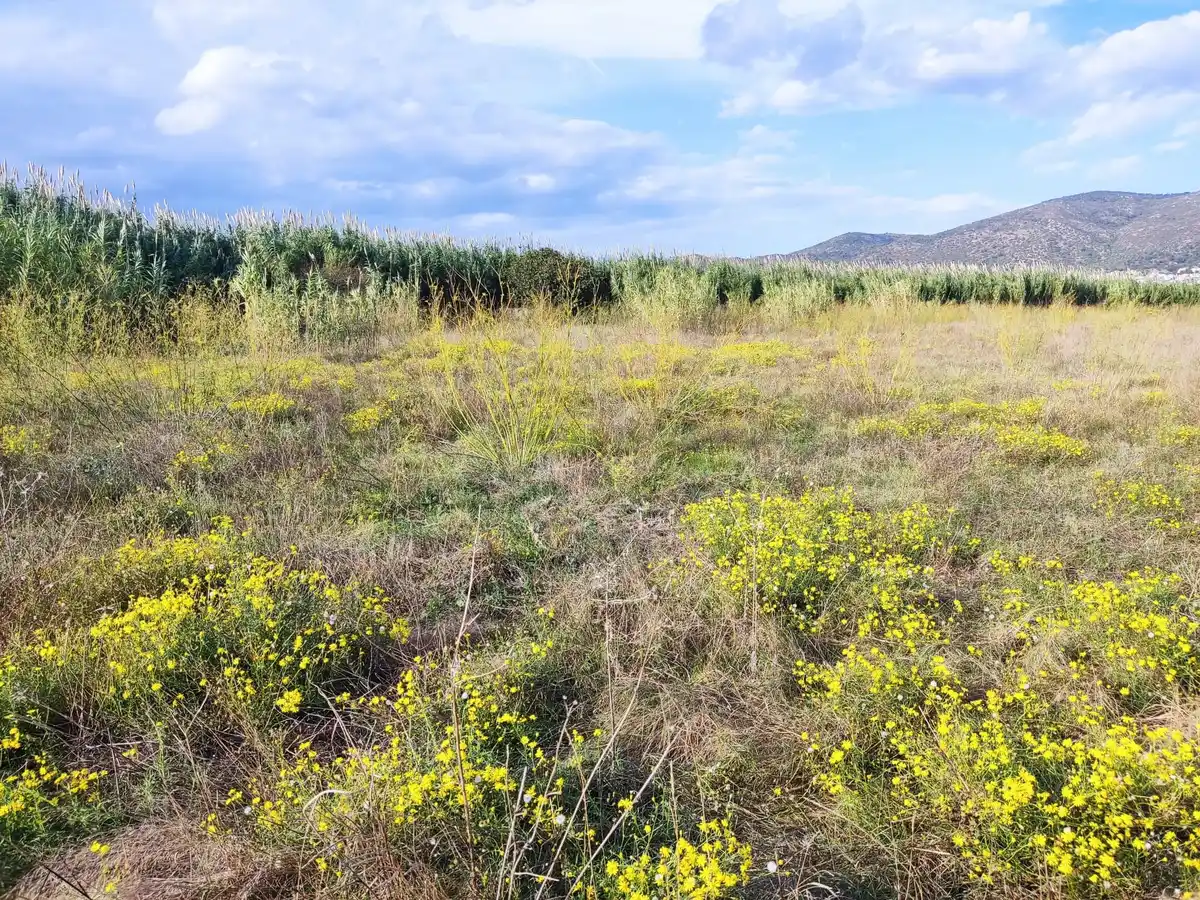 Gran terreno para plantar viñedos (Palau Savardera)
