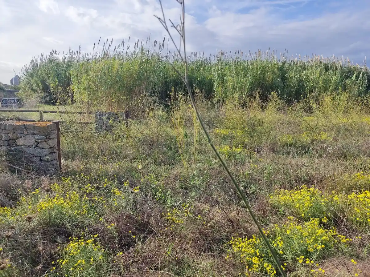 Gran terreno para plantar viñedos (Palau Savardera)