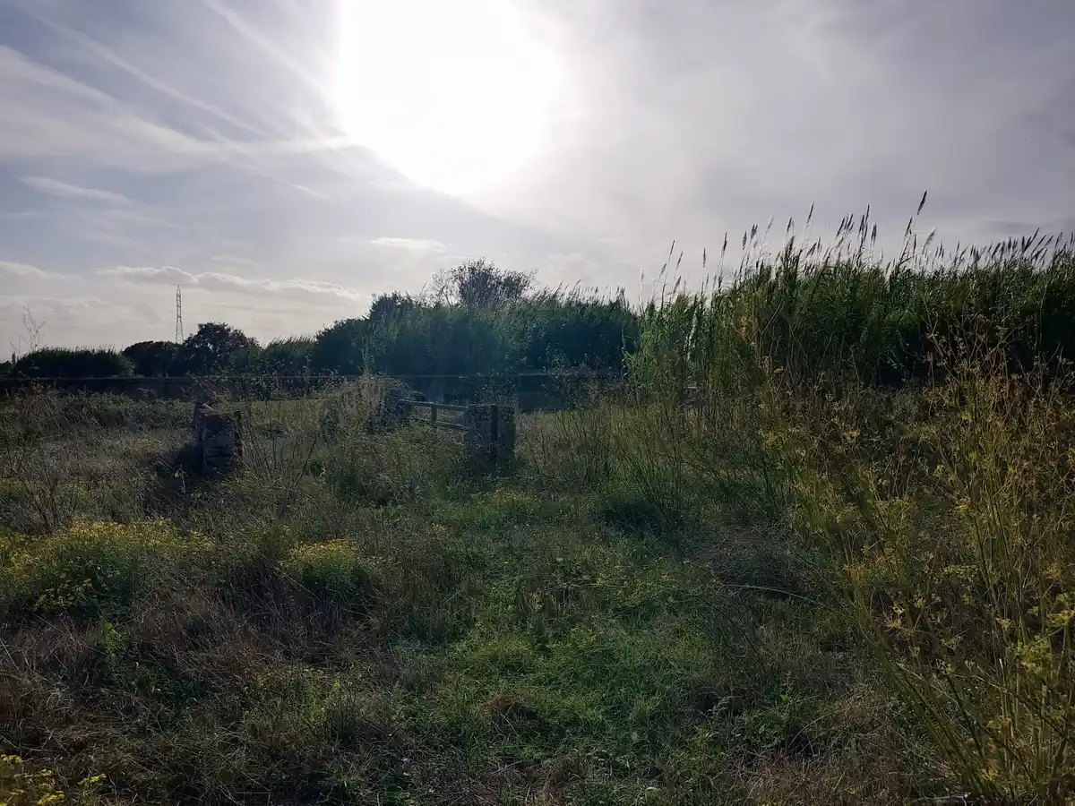 Gran terreno para plantar viñedos (Palau Savardera)