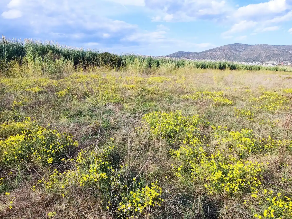 Gran terreno para plantar viñedos (Palau Savardera)