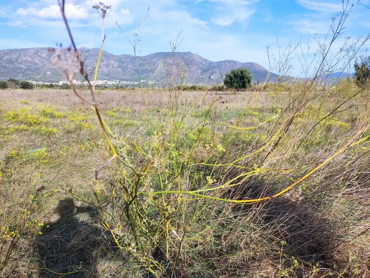 Gran terreno para plantar viñedos (Palau Savardera)