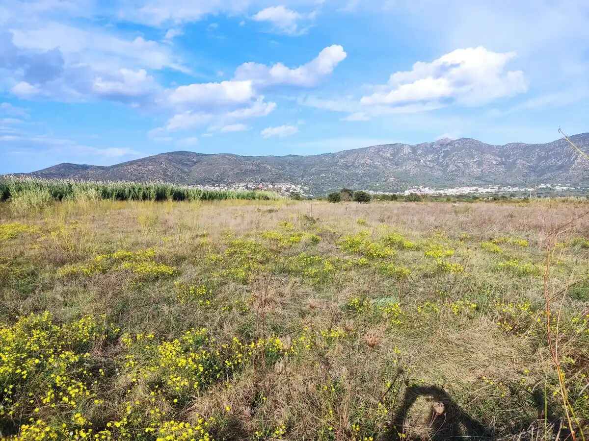 Gran terreny per plantar vinyes (Palau de Savardera)