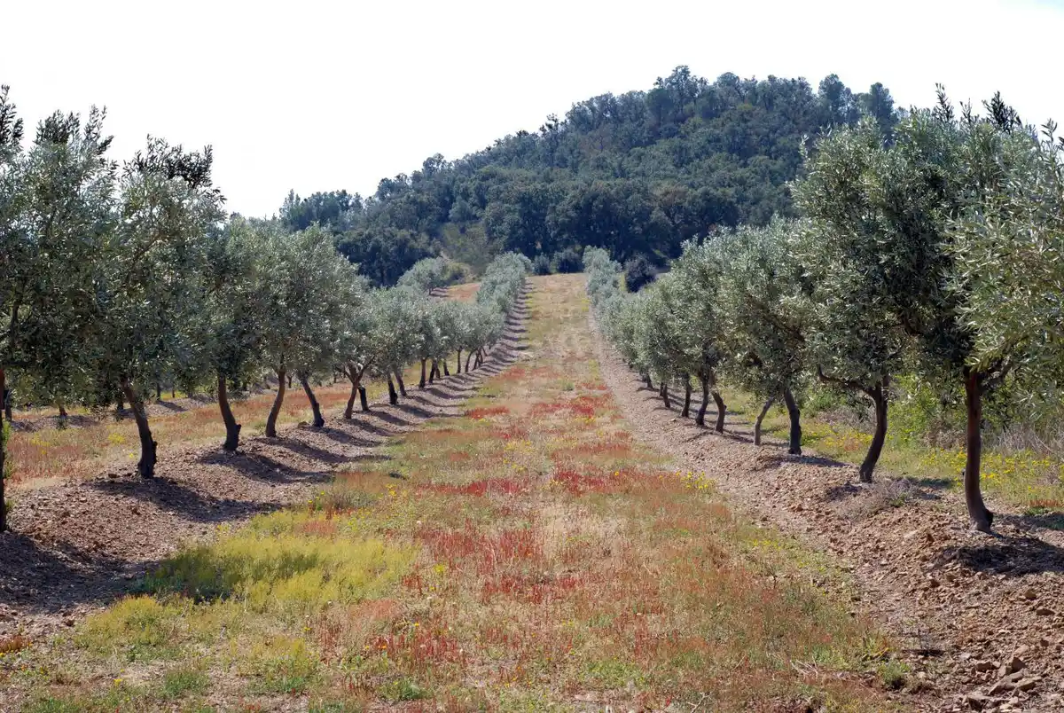 Gran parcela doble de 1604m2 para construir tu casa con piscina y jardín perfecto. ¡Una oferta especial!